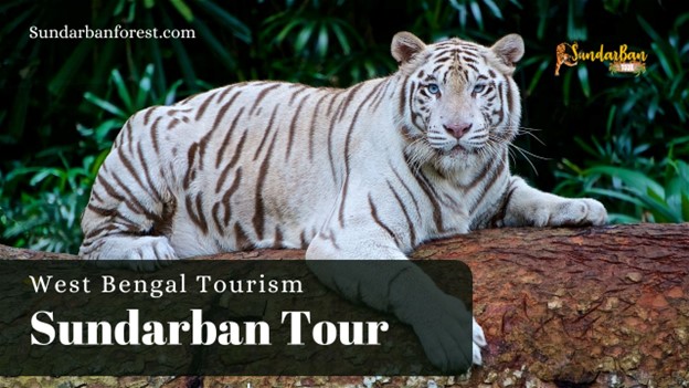 Sundarban Tour Package