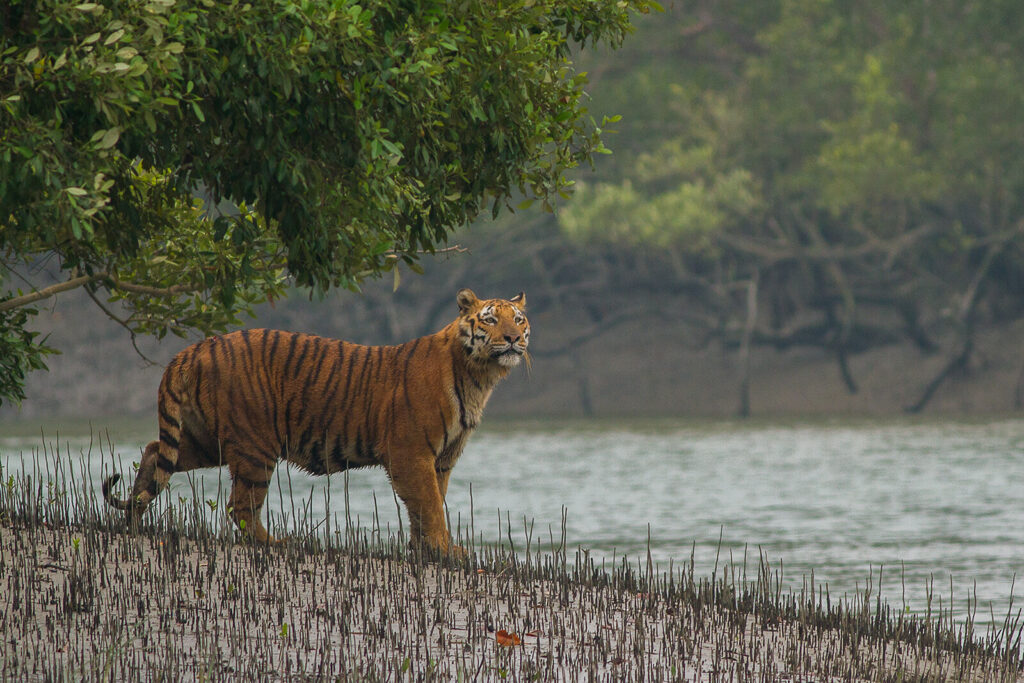 Sundarban Tiger 2