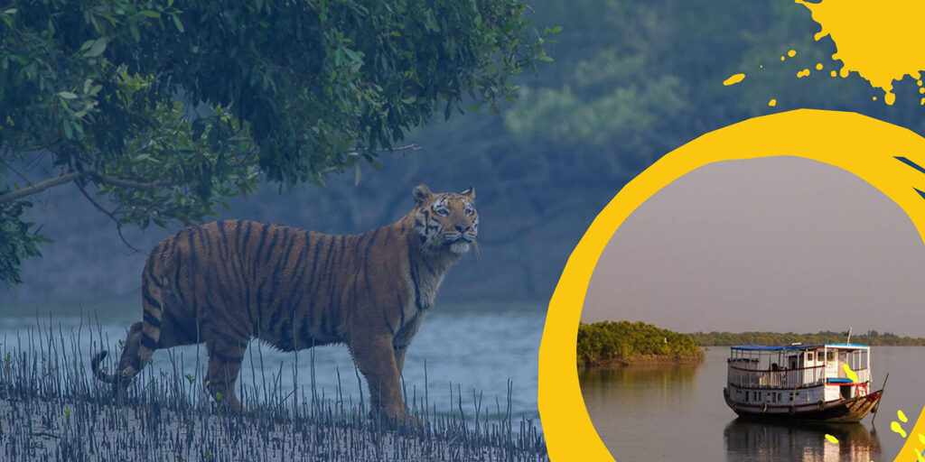 Sundarban Tiger