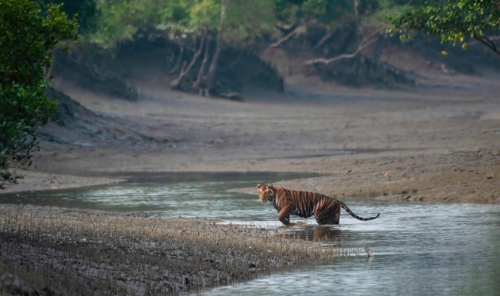Sundarban Tiger