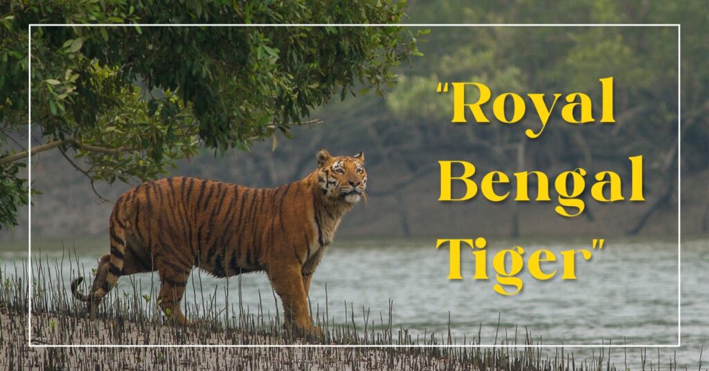 Royal Bengal Tiger
