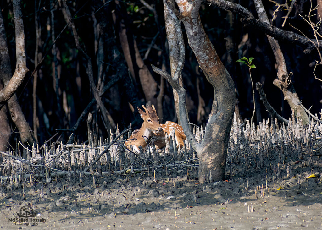 deer of sundarban