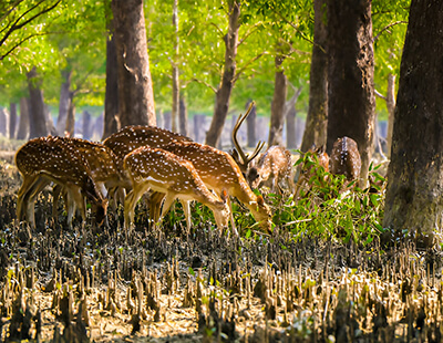 deer